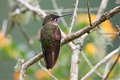 Fawn-breasted Brilliant